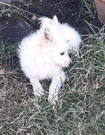 Cucciola di volpino