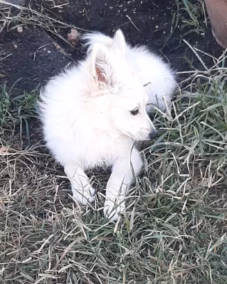 Cucciola di volpino