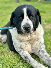 Albert pastore dell Asia in adozione