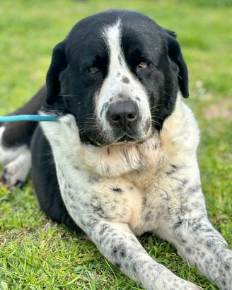 Albert pastore dell Asia in adozione