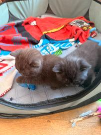 Cuccioli Scottish Fold e Straight