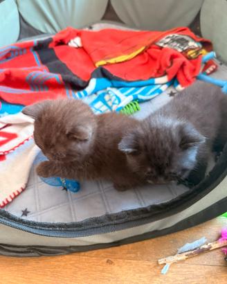 Cuccioli Scottish Fold e Straight