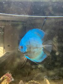 Pesce