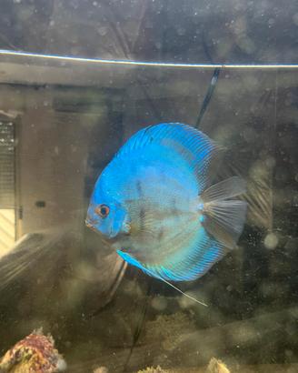 Pesce