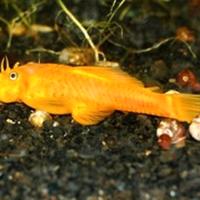 Trio Ancistrus L144 occhi blu