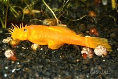 Trio Ancistrus L144 occhi blu