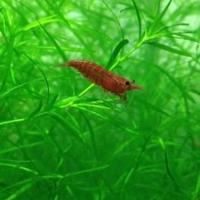 Gamberetti per acquario dolce