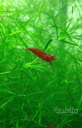 Gamberetti per acquario dolce
