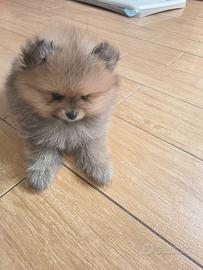 Spiz della Pomerania
