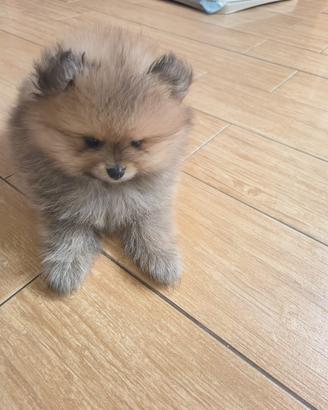 Spiz della Pomerania