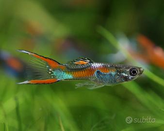 Guppy Endler