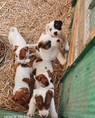Jack Russell Terrier Cuccioli