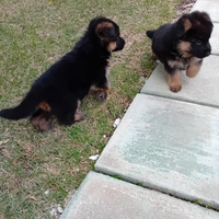 Cuccioli Pastore tedesco