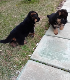 Cuccioli Pastore tedesco