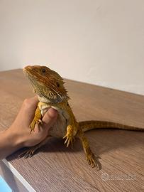 Drago Barbuto (Pogona) + Kit Completo