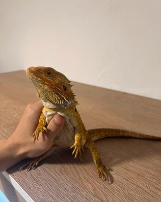 Drago Barbuto (Pogona) + Kit Completo