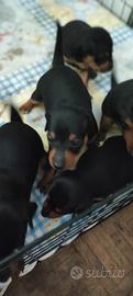 pincher nano... cuccioli 