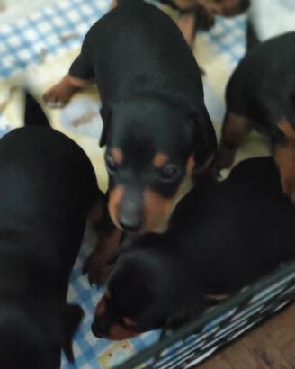 pincher nano... cuccioli 