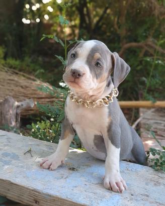 Pitbull tricolor e blue nose