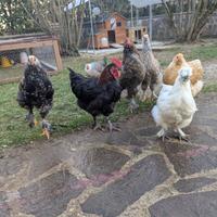 Gallo marans e Pollastri/e ornamentali