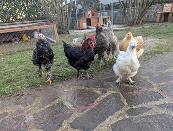 Gallo marans e Pollastri/e ornamentali