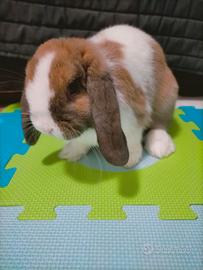 Minilop maschio occhi chiari