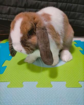 Minilop maschio occhi chiari