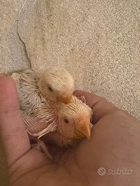 Baby pulli imbecco inseparabili roseicollis