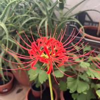 Piante di Lycoris radiata (Higanbana)