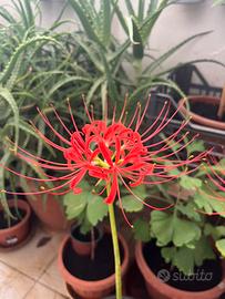 Piante di Lycoris radiata (Higanbana)