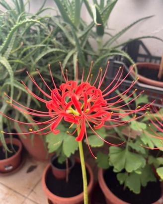 Piante di Lycoris radiata (Higanbana)
