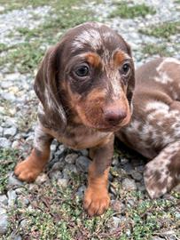 Cuccioli Bassotto