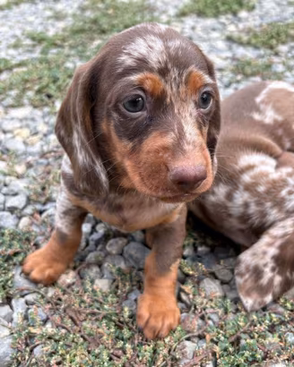 Cuccioli Bassotto