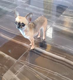 Ouyp chihuahua mini Toy