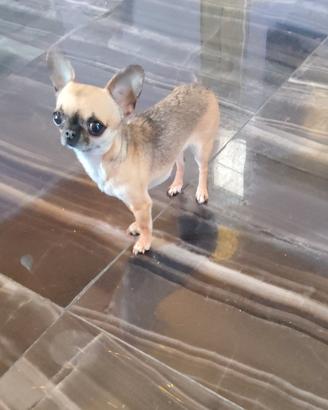 Ouyp chihuahua mini Toy