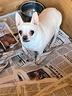 chihuahua-bianca