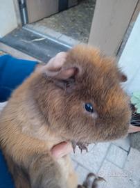 Porcellini D'india Razza US Teddy