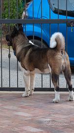Akita Americano disponibile x monta