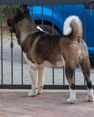 Akita Americano disponibile x monta