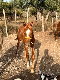 Disponibile puledro