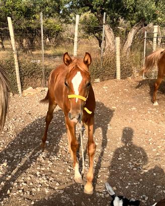 Disponibile puledro