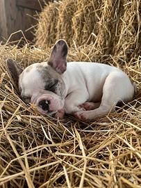 Cucciolo bulldog francese