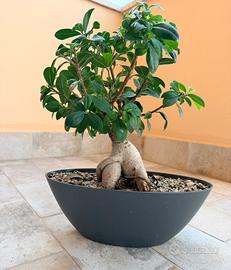 Bonsai Ficus Ginseng in vaso ovale