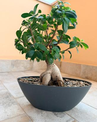 Bonsai Ficus Ginseng in vaso ovale