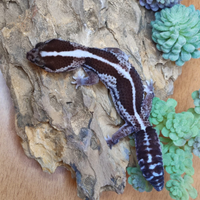 Geco Fat Tail animali