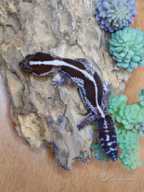 Geco Fat Tail animali