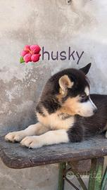 Husky
