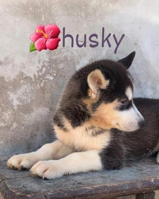 Husky