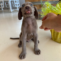 Cuccioli weimaraner