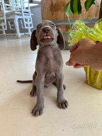 Cuccioli weimaraner